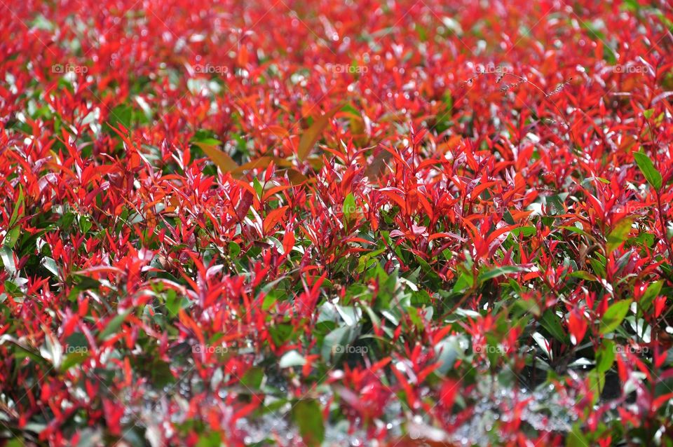 Red leaves for a background. Red young leaves.