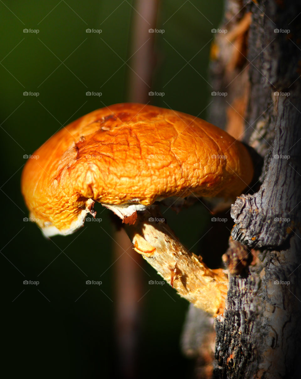 Mushroom. This mushroom was on a trail growing on a tree