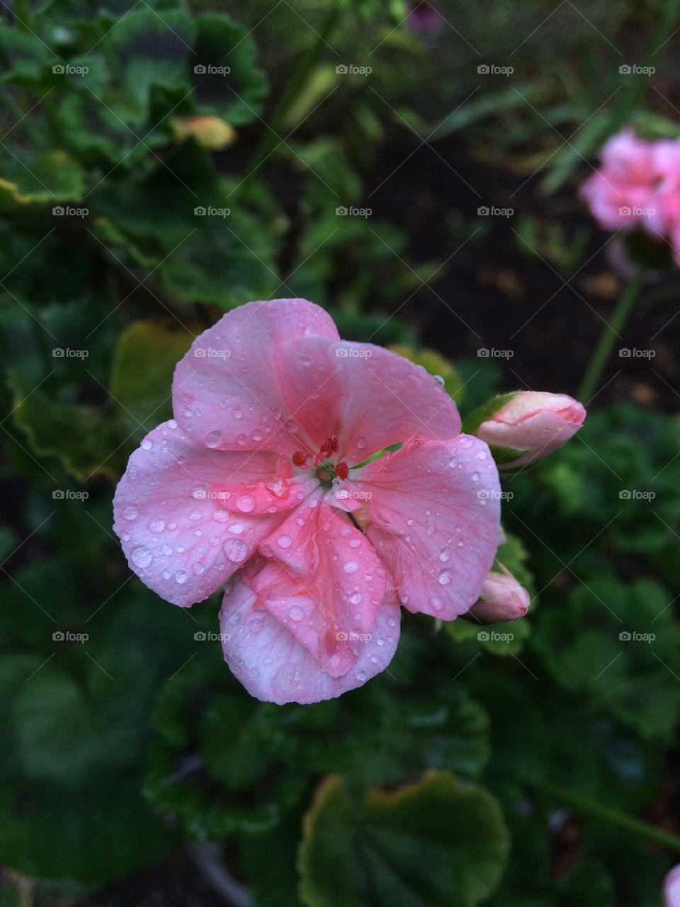 beautiful flower right after calming rain showers