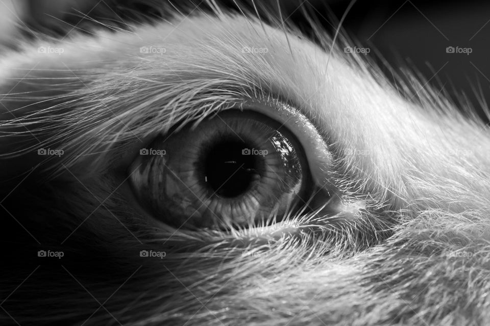 Closeup of Bunny Eye