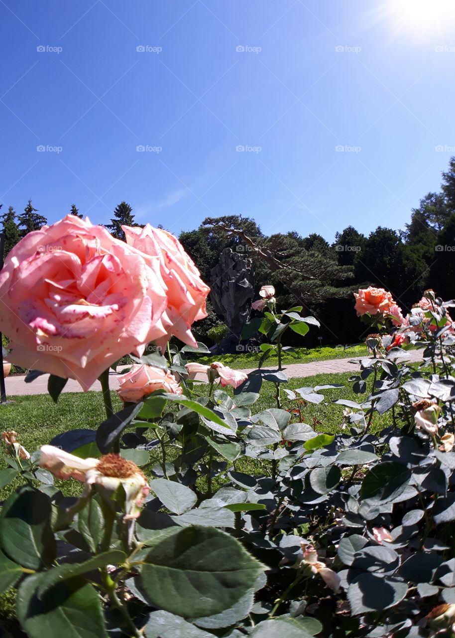Gorgeous Roses Botanical Garden Montreal