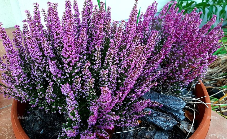 purple heath in winter