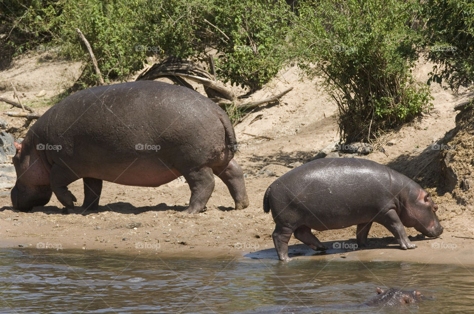 Adult hippo with hippo baby at serengeti national park in Tanzania Africa.