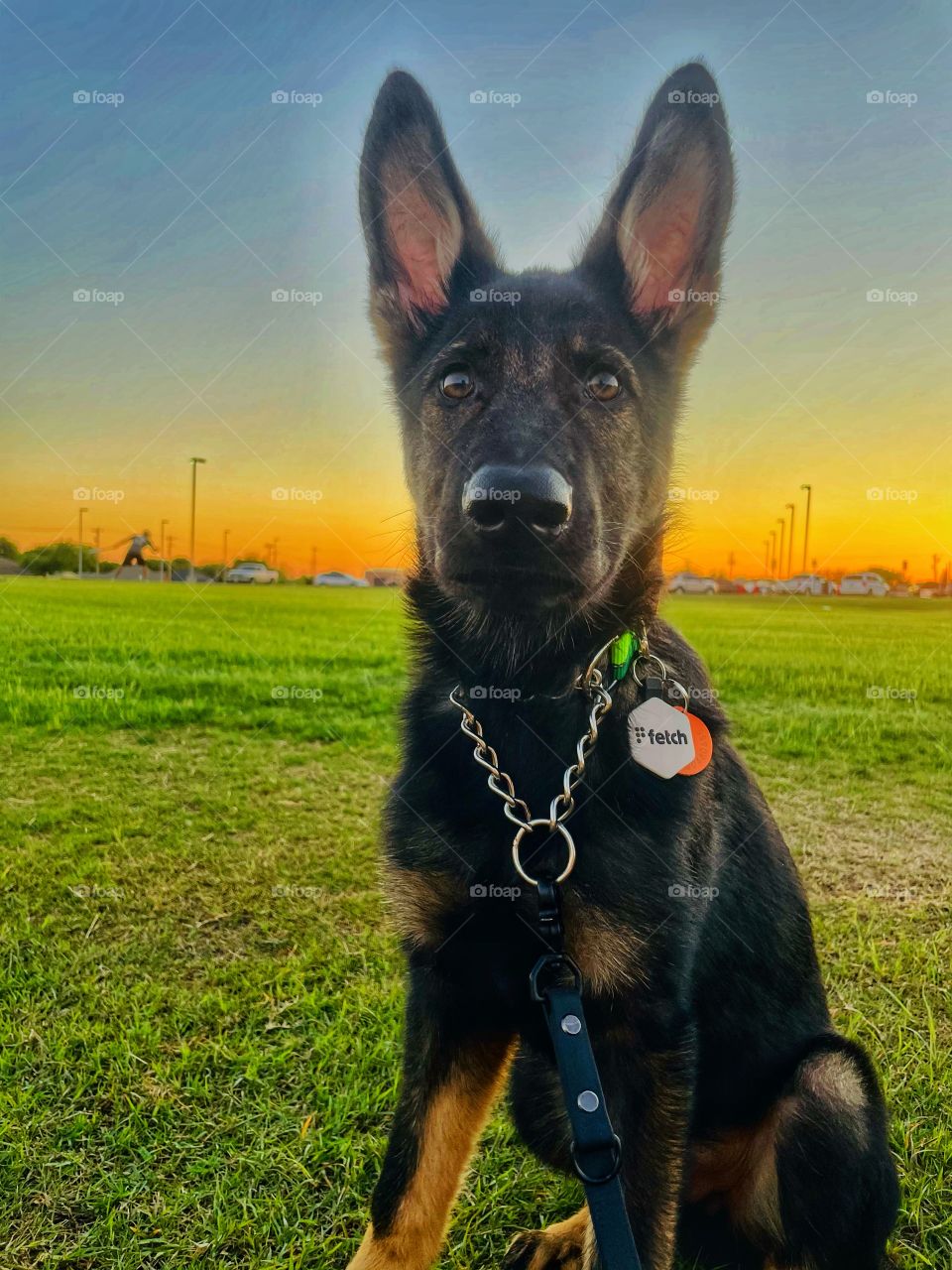 Texas sunsets and puppies😍