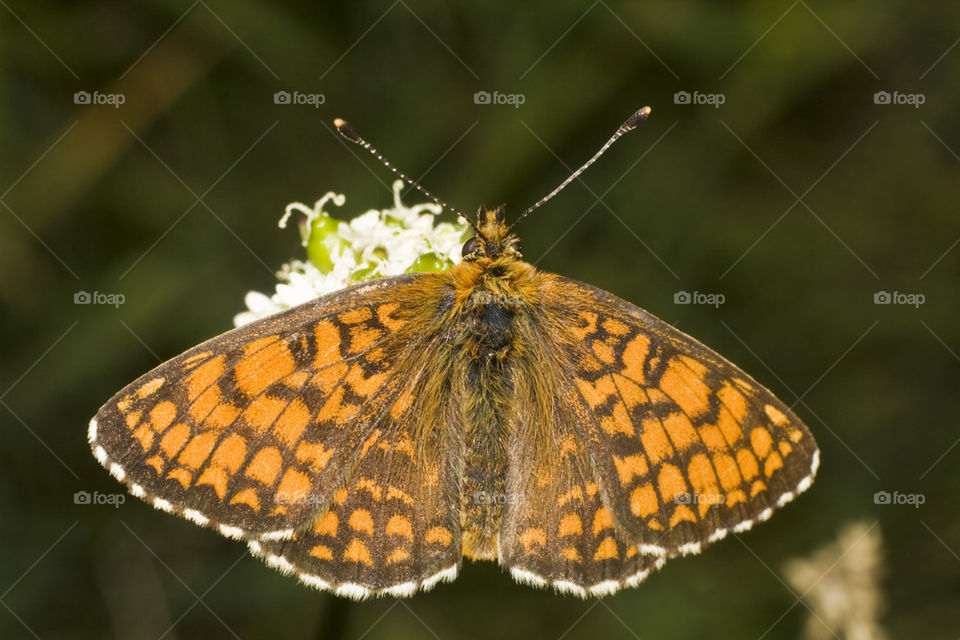 Butterfly on flowers