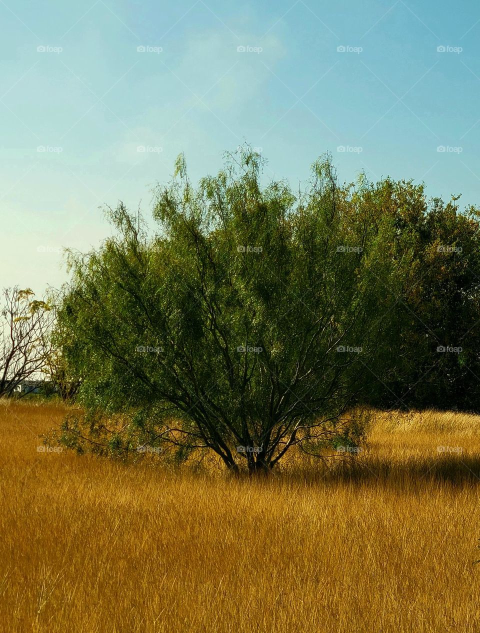 Lone tree in field