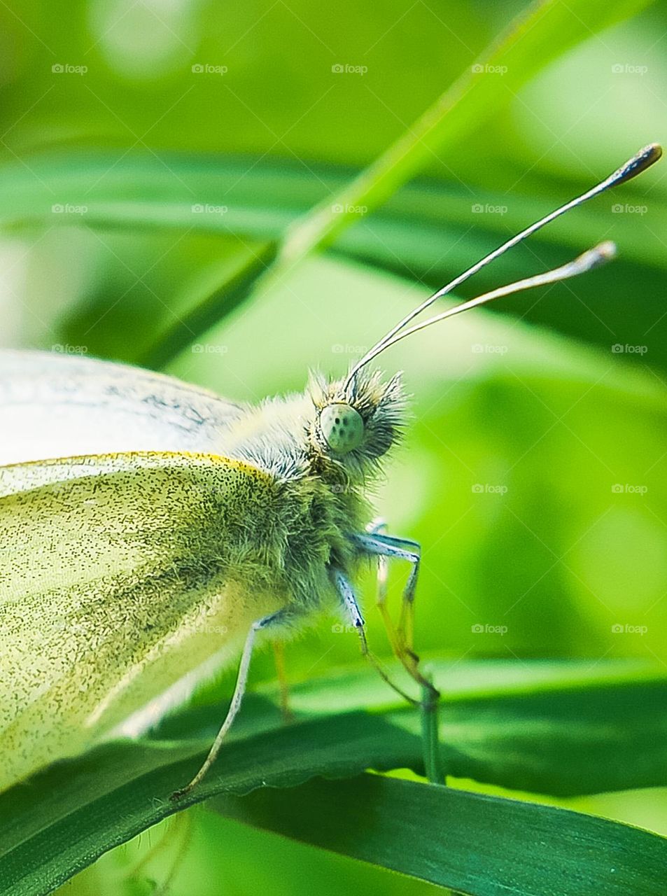 Beautiful butterfly, close up