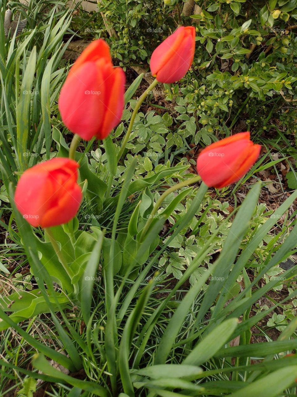 Bright Red Tulips in a Home Garden