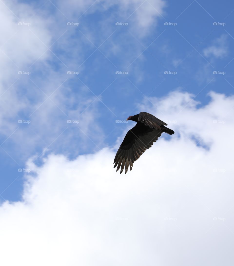 Flying Vulture