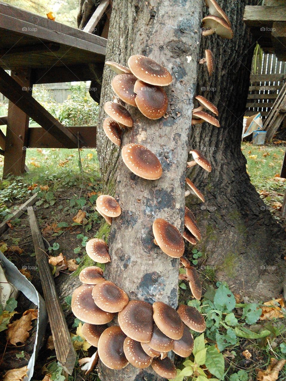 shiitake mushroom log