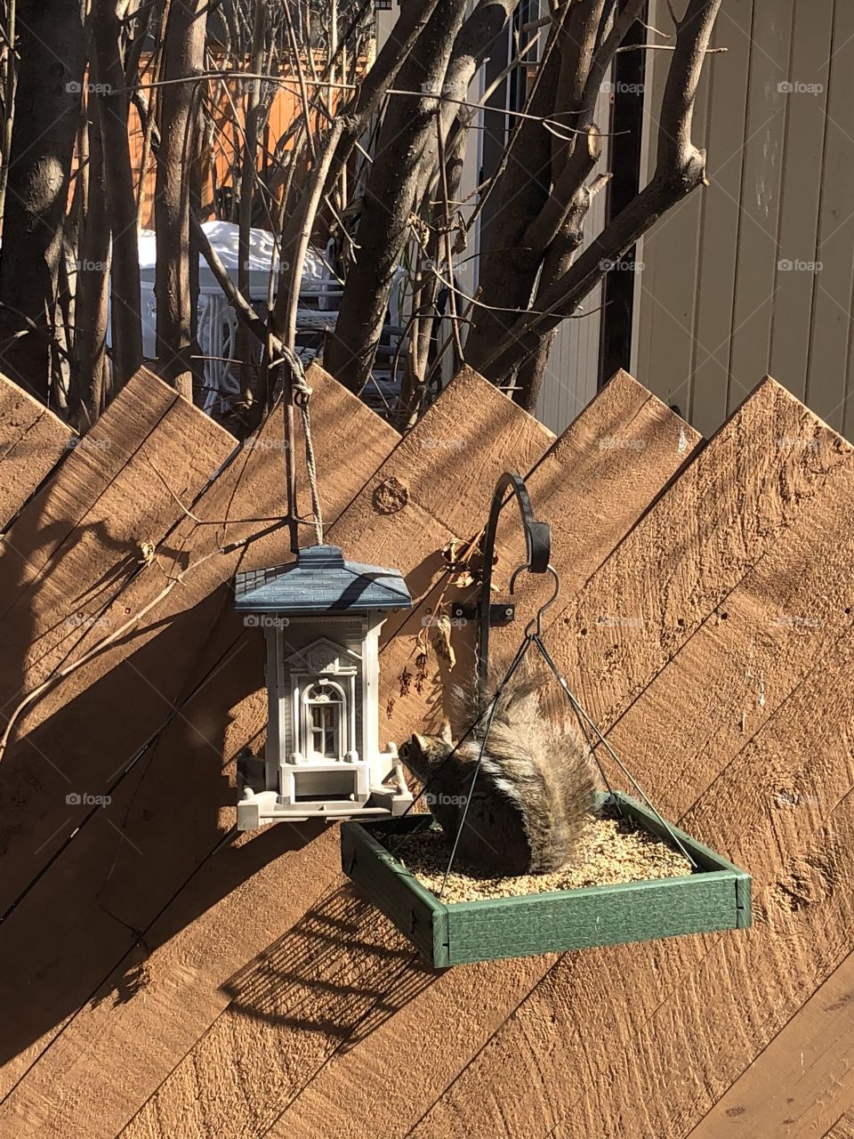 Squirrel feeder 