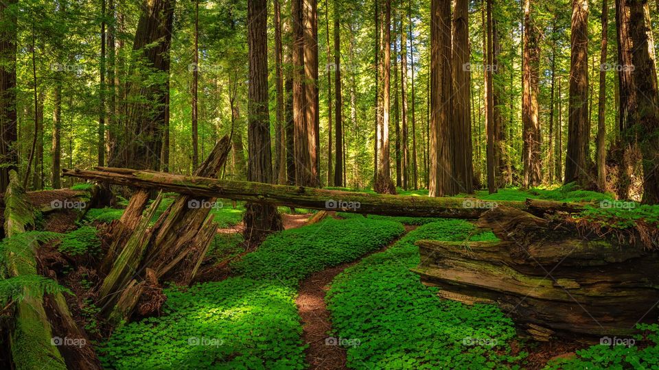 Redwood Forest Landscape