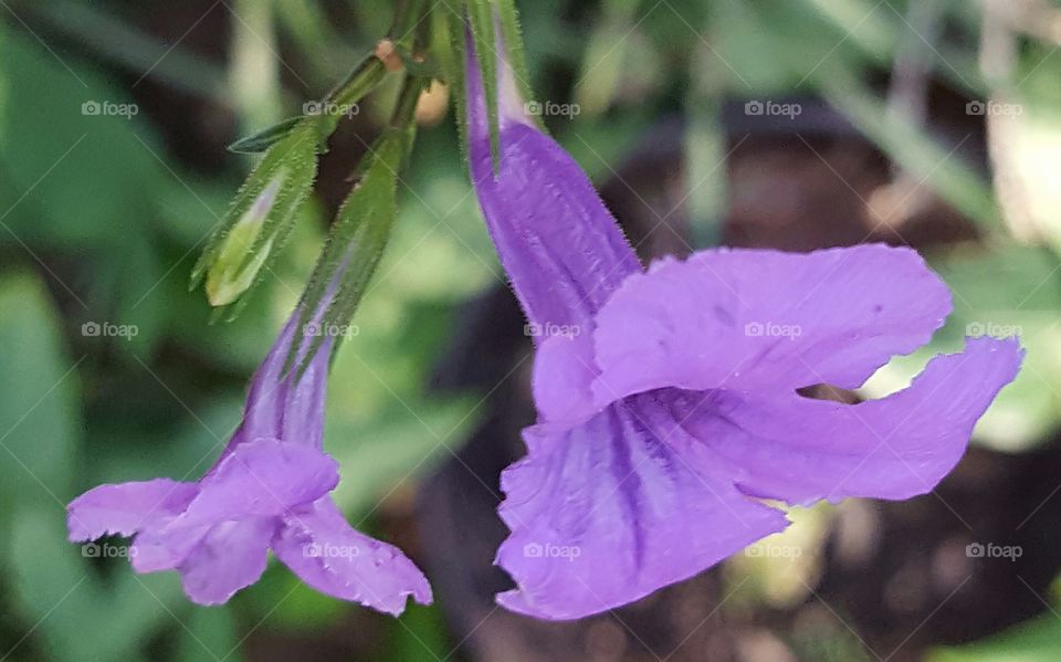 Nature, No Person, Flower, Flora, Leaf