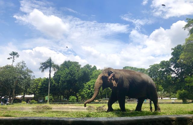 Fun elephant 