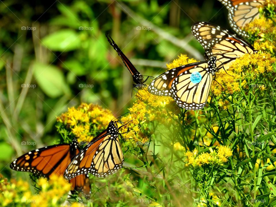 Monarchs migrating through Florida