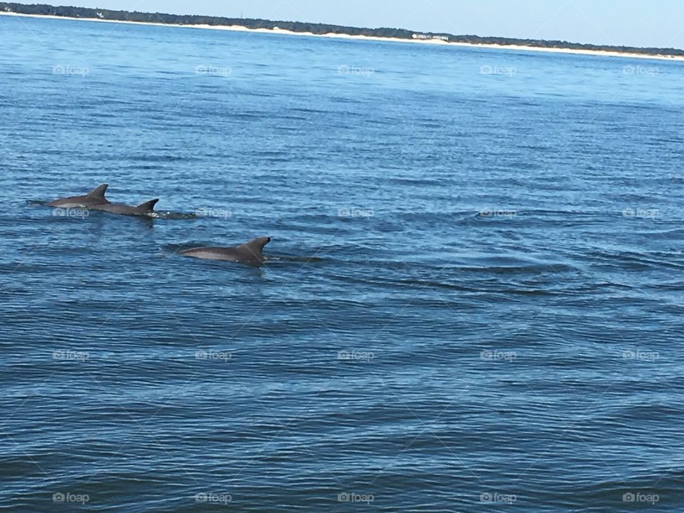 Twin dolphins 