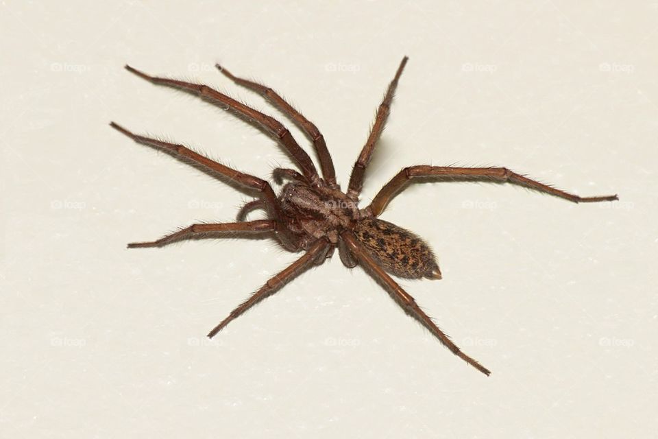 Big House Spider