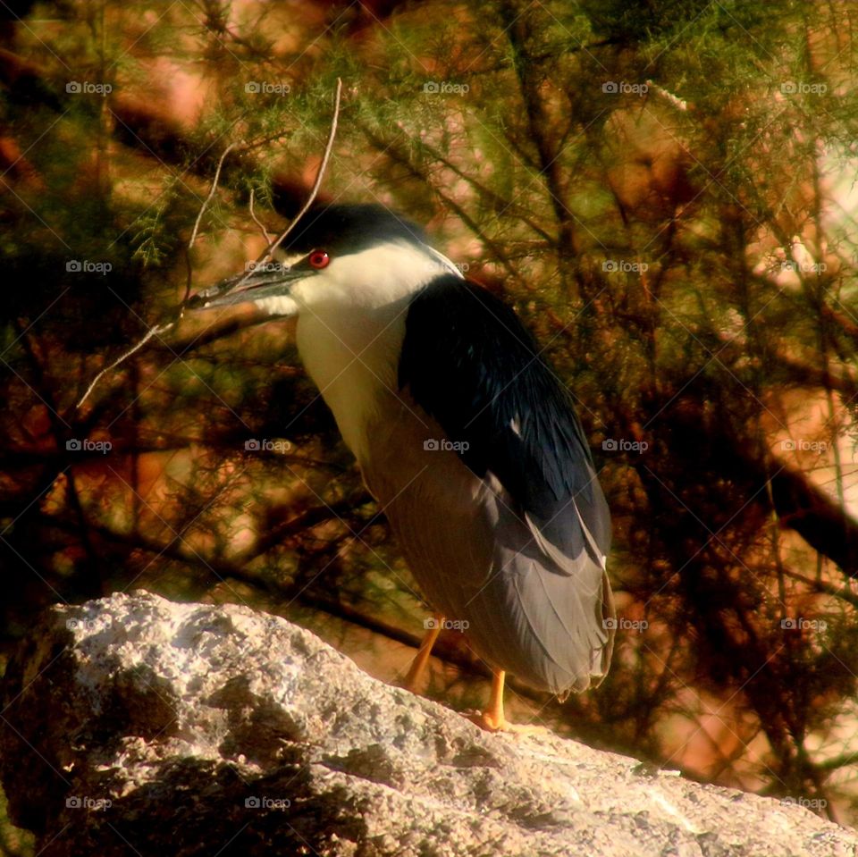 Black-crowned Night Heron Collecting Sticks for Nest