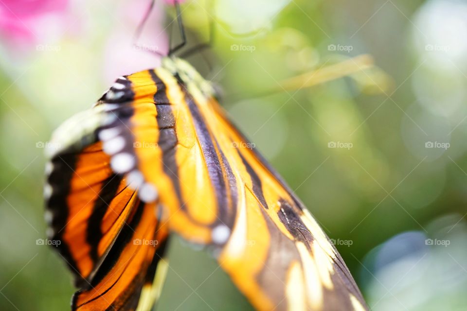 Colorful Tropical Butterfly
