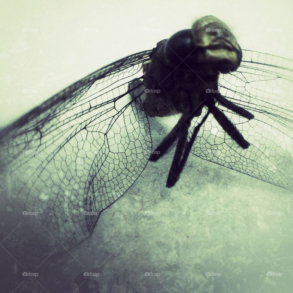 Dragonfly