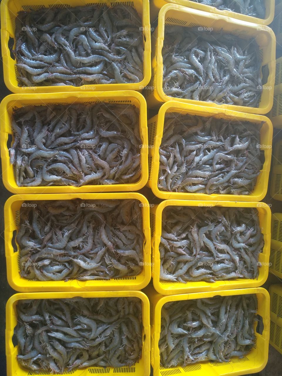 Shrimps at export industry