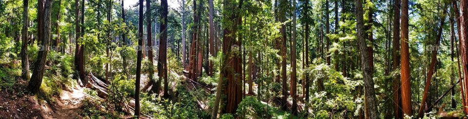 360 Degree Forest