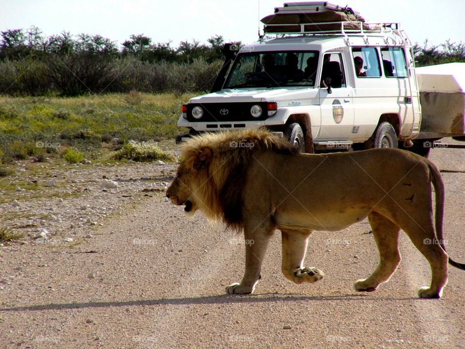 Safari - lion crossing the road