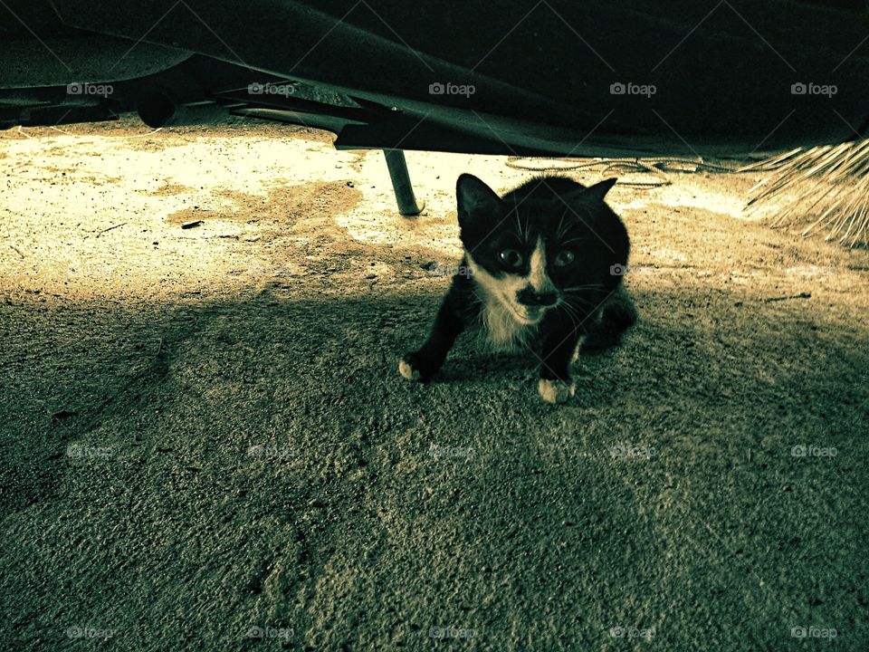 a beautiful cat in the garage