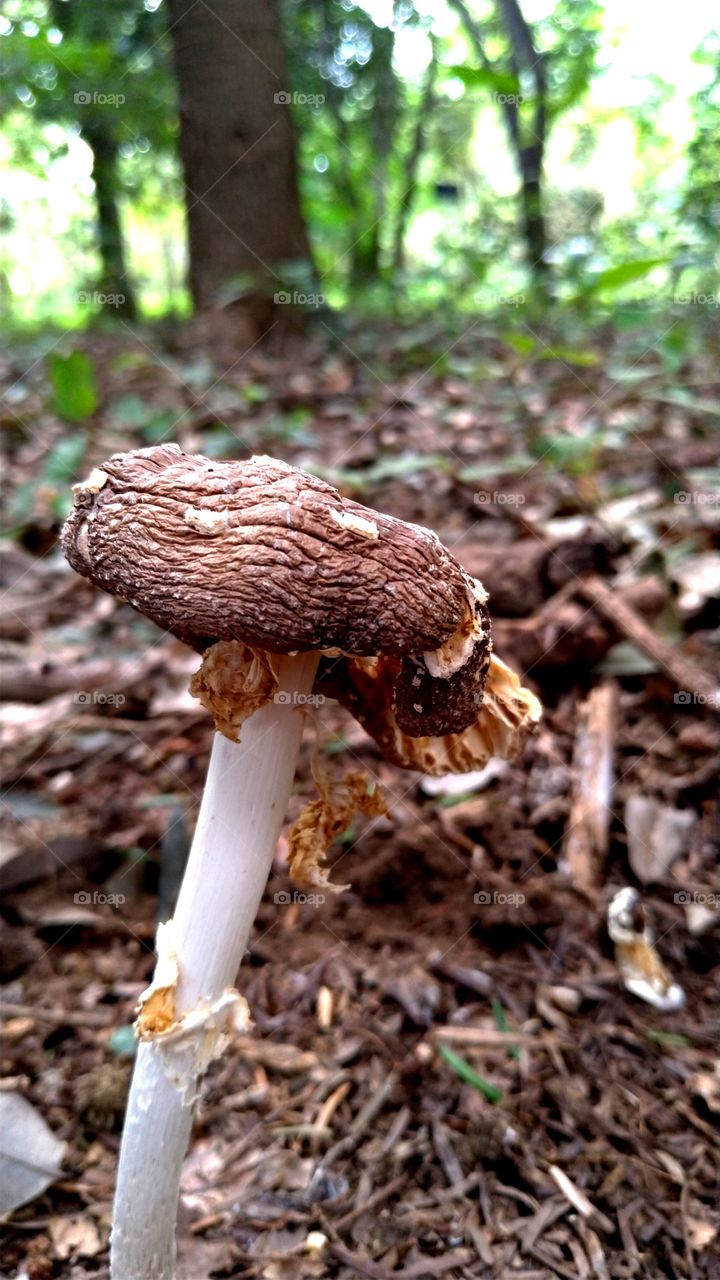 Brown mushroom in a forest