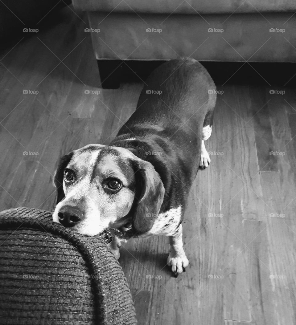 Beagle resting chin on chair.