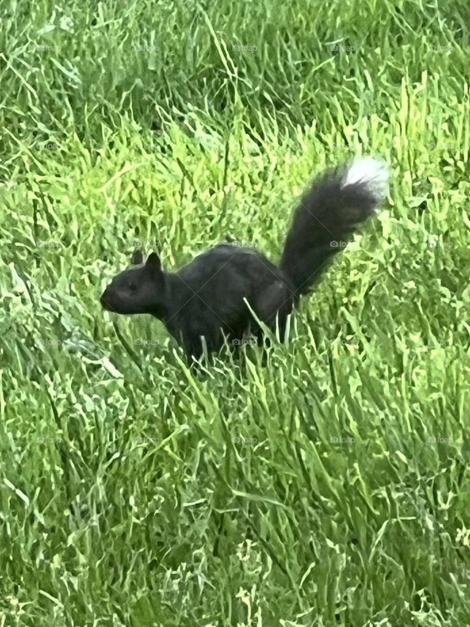 Black squirrel white tip