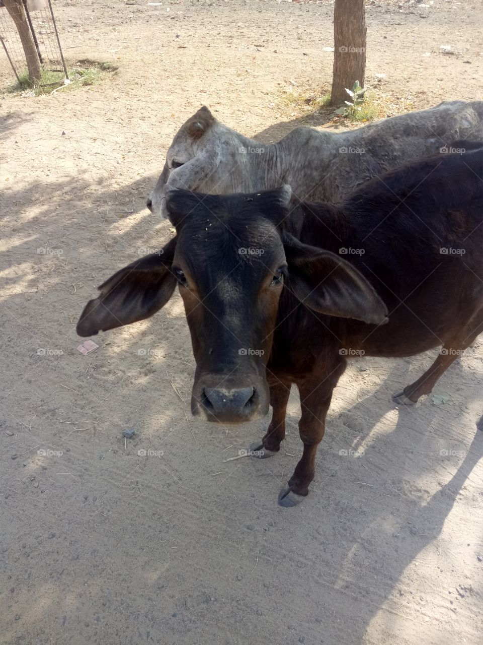 Two mammal cows