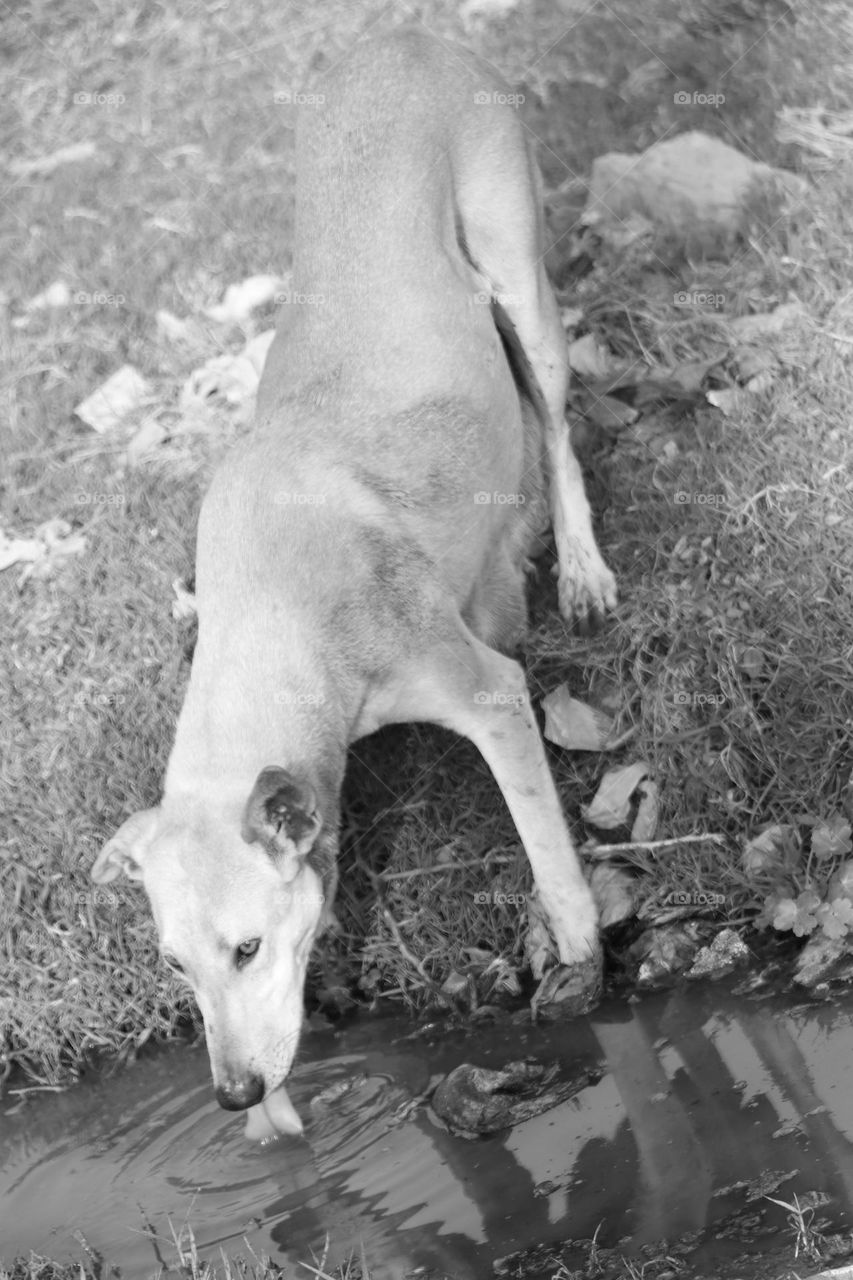 thristy bitch near a pond drinking water