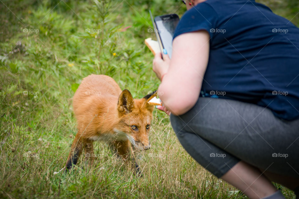 a woman in a forest lures a fox into a meal and takes it off to the phone
