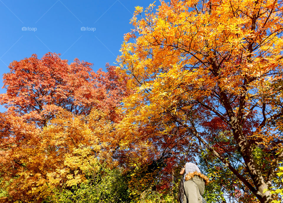 Woman standing in park looking at autumn trees