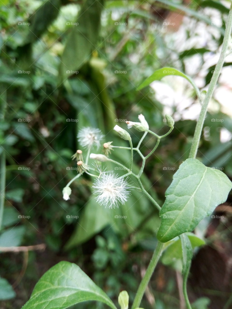flower buds
