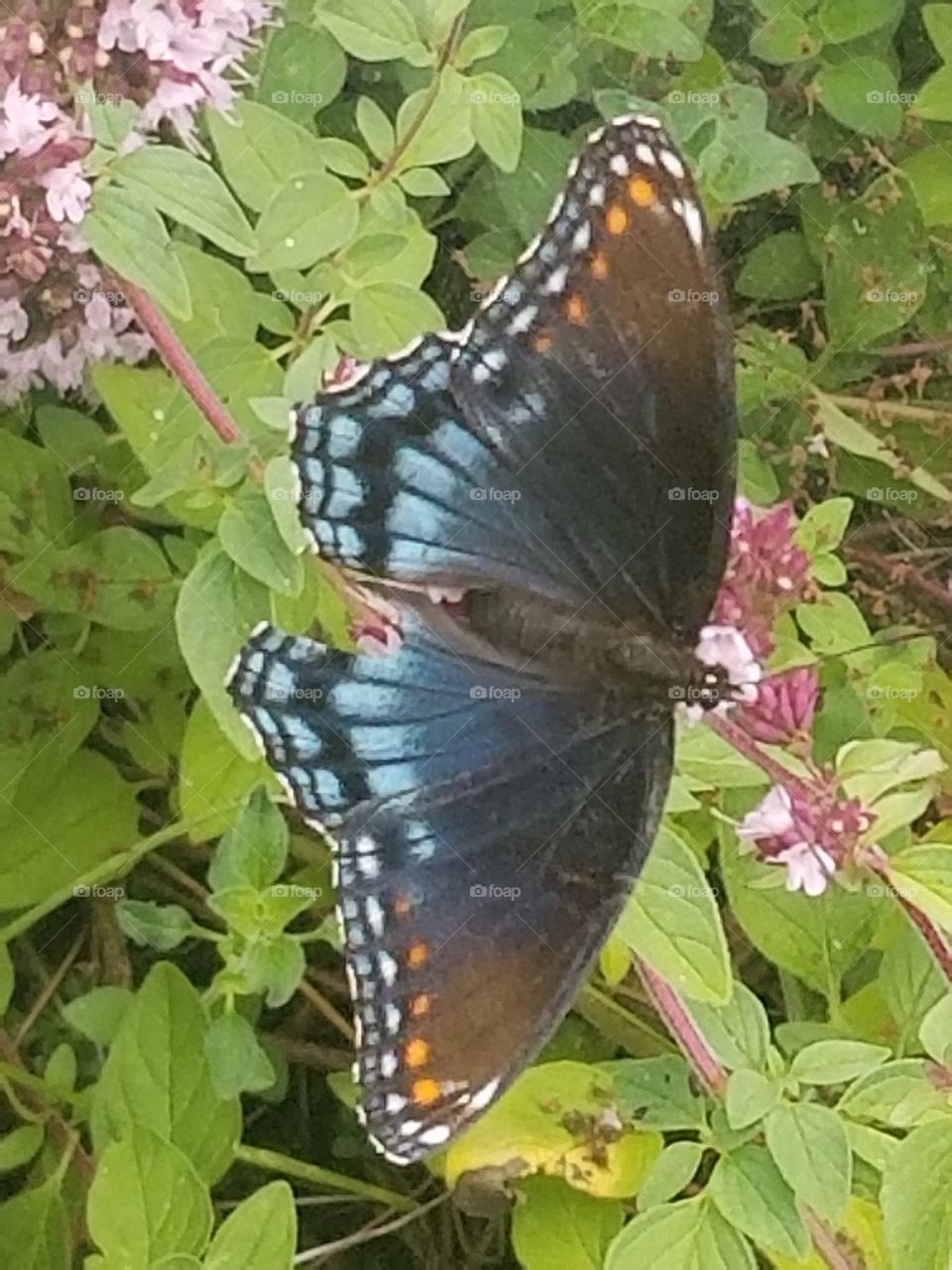 shallowtail butterfly missing it's tails