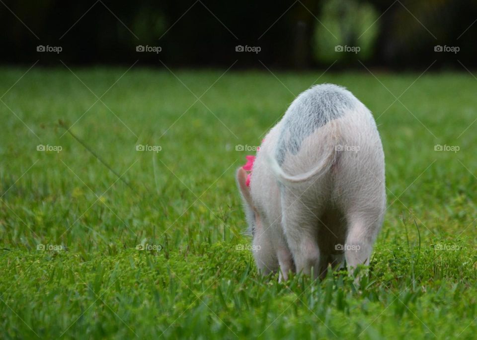 Pig butt