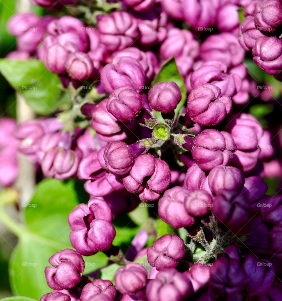 Close-up of lilac flowers blooming