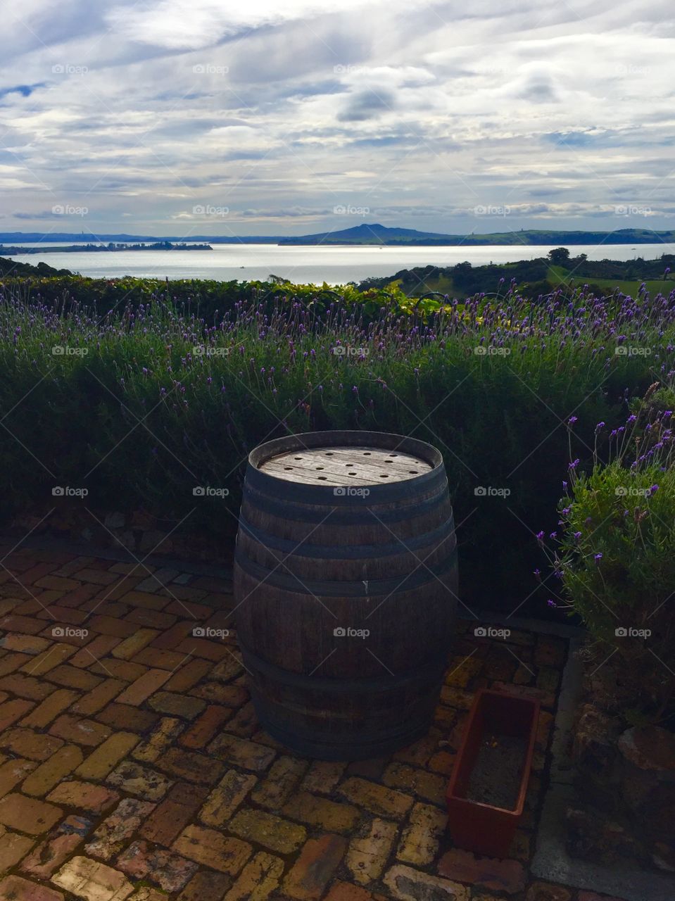 Wine Barrel in Waiheke