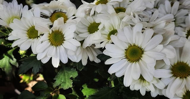 White daisy,White,daisy,floral,garden,gardening,colorful,botany,blossom,blooming,season,spring,plant, nature,landscape,petal,flower,Green,leaf,leaves