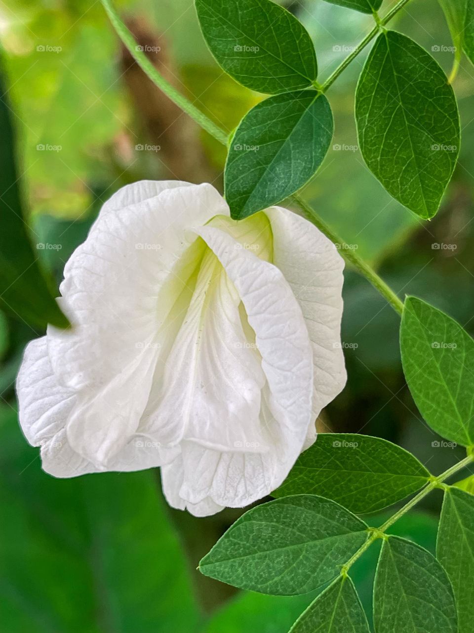 Macro view of a white flower