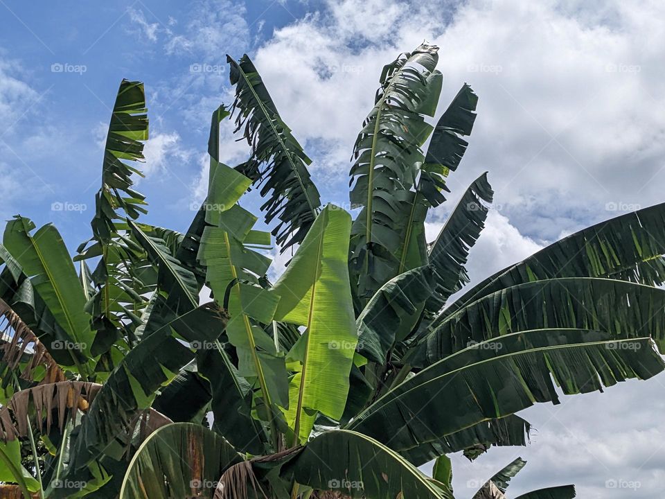 banana tree swing with green leaf