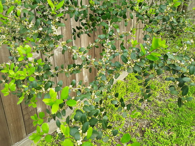 Green leaves over a wooden fence