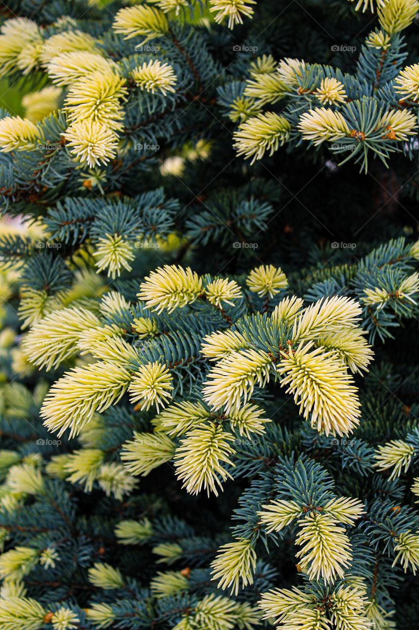 Blue spruce