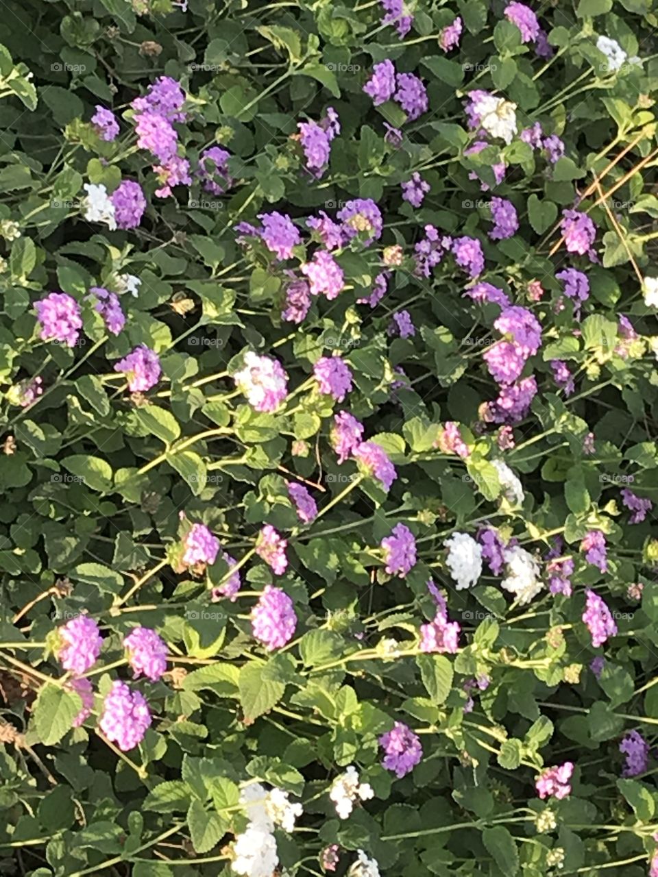 Pretty flowers at the apartment complex. An appreciated sight of sore eyes they are.