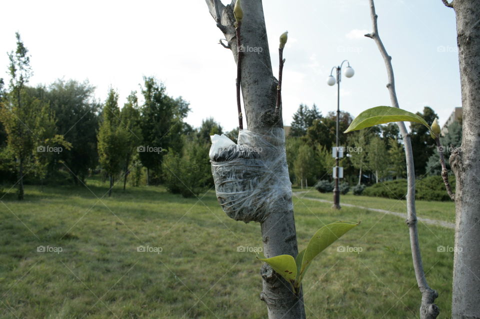 plant growth