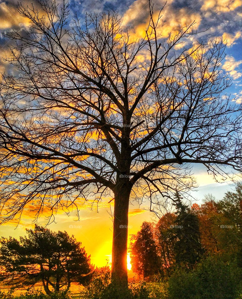 Scenic view of bare tree during sunset