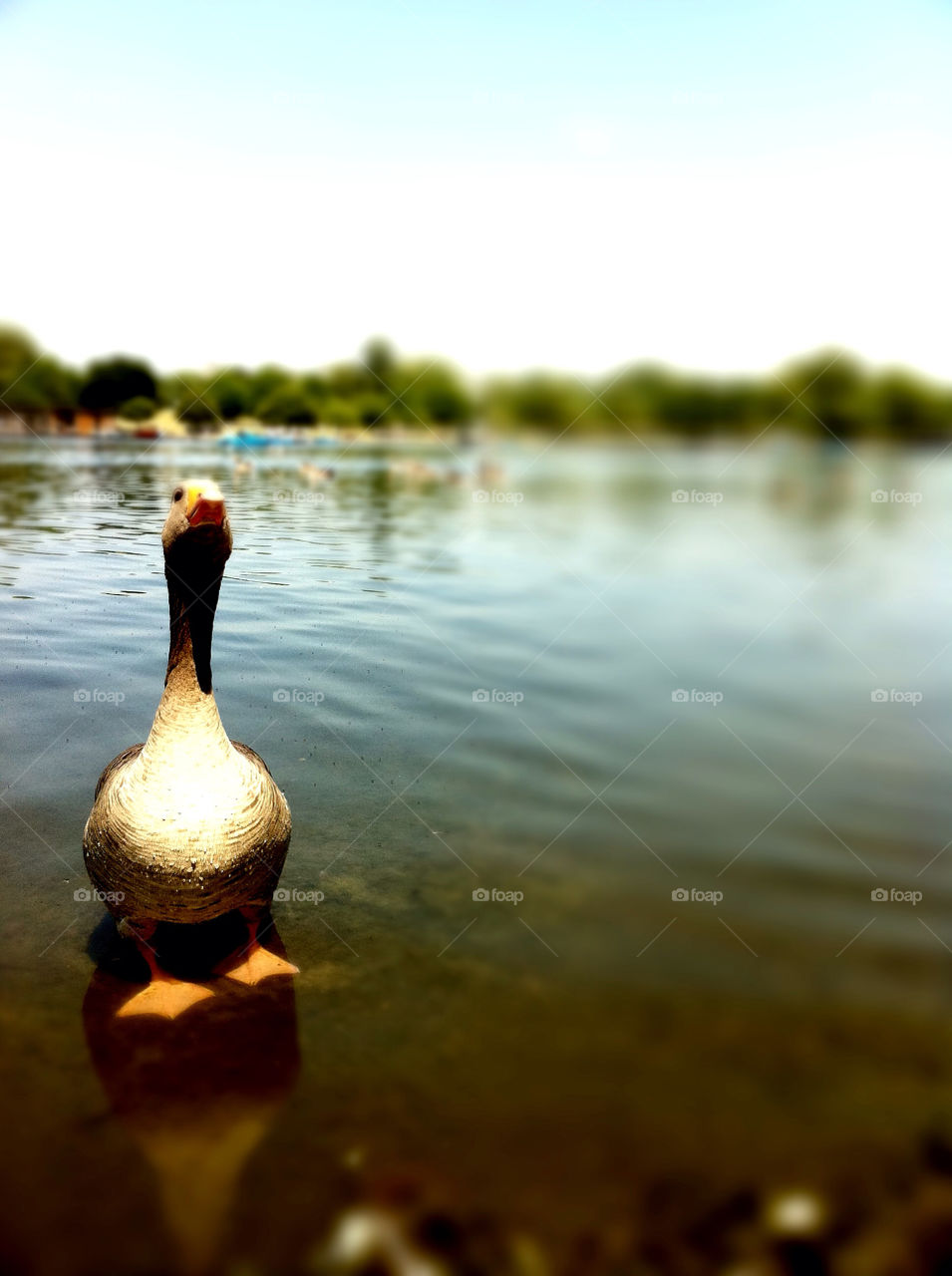 london park river duck by kikicheeky