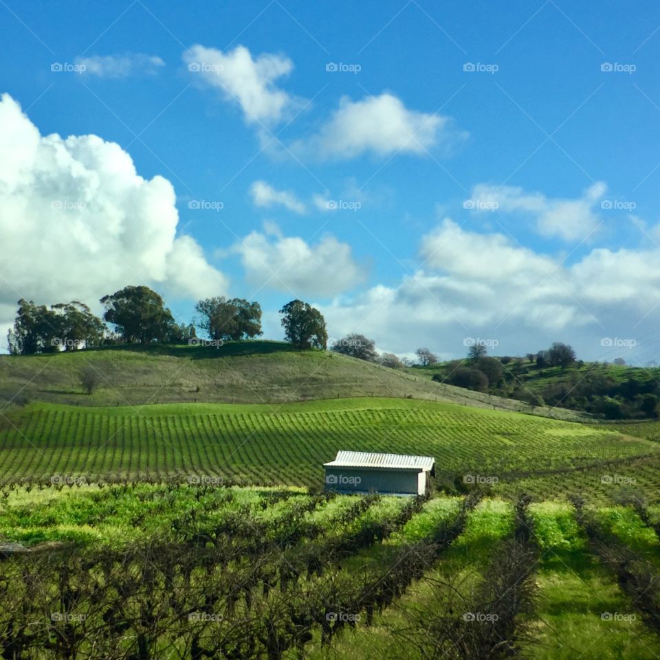 Vineyards. California. Winter